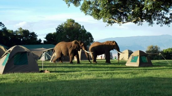 Simba Campsite - Ngorongoro